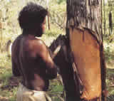 Cutting bark from tree