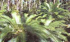 Cycad plants