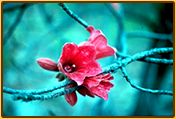 Kurrajong flowers
