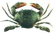 mud crab