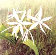 onion lily