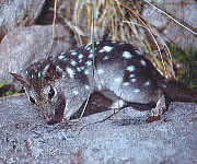 Northern Quoll