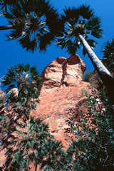 Livistona palms