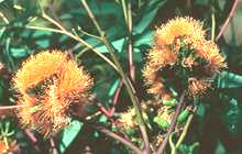 woolybutt flowers