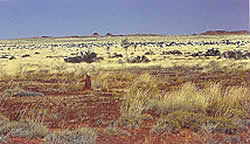 Wati Kutjara 